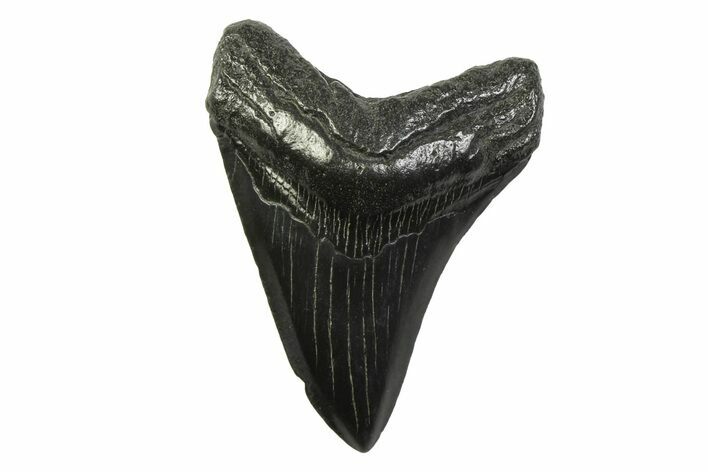 Fossil Megalodon Tooth - South Carolina #341392